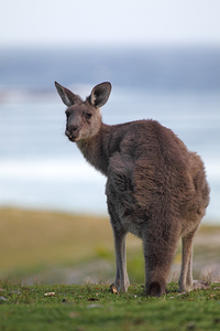 Eastern Grey Kangaroo Macropus giganteus
