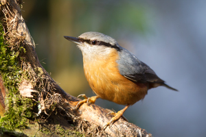 Eurasian nuthatch Sitta europaea