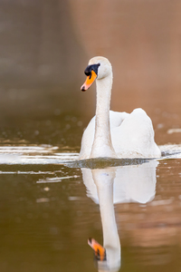 Mute swan Cygnus olor