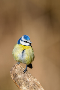 Eurasian blue tit Cyanistes caeruleus