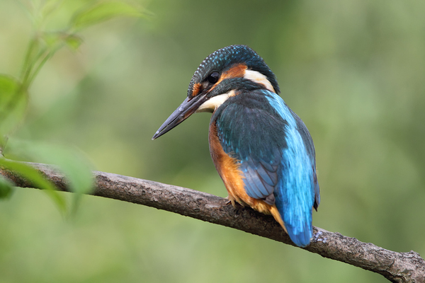 Common Kingfisher Alcedo atthis Print