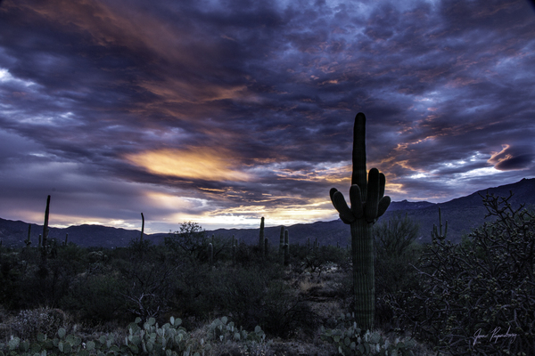 Saguaro dressed in red by James Rupersburg