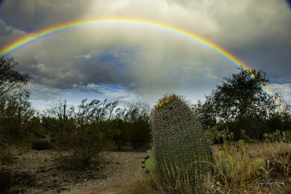 Barrel Cactus Rainbow by James Rupersburg