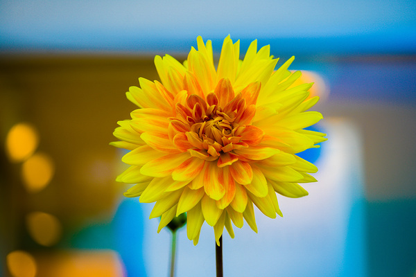 Dahlia by Magan Rodrigue