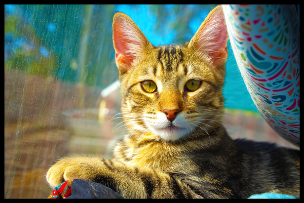 Momo by Magan Rodrigue