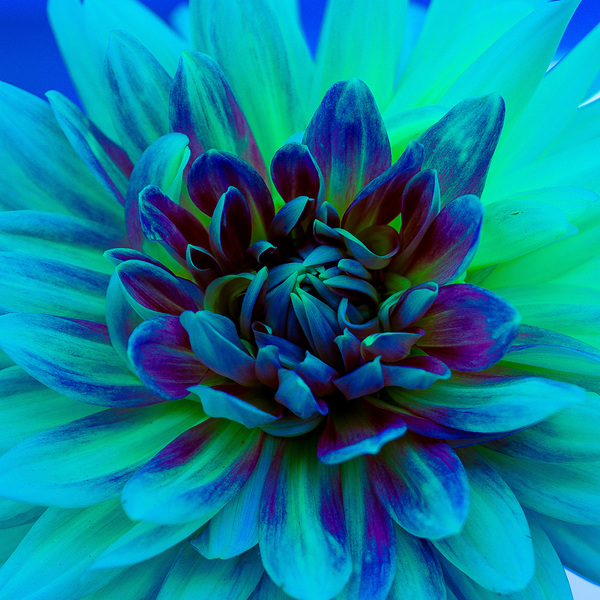 Blue Dahlia Up-close by Magan Rodrigue