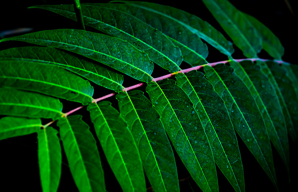 Leaf Branch by Magan Rodrigue