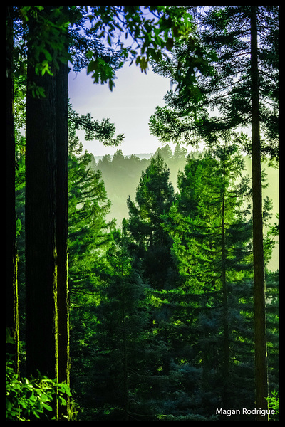 Los Altos Forest by Magan Rodrigue