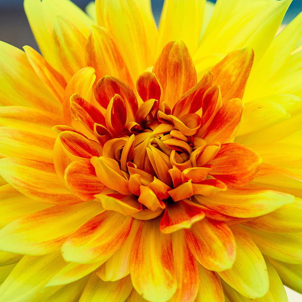 Dahlia Up-close by Magan Rodrigue