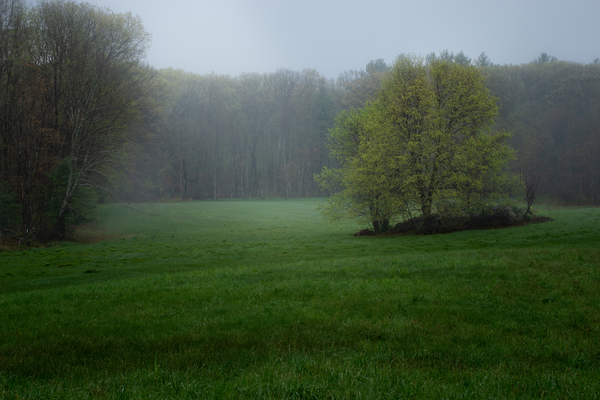 Misty Morning at Rauscher Farm by Dimitry Papkov