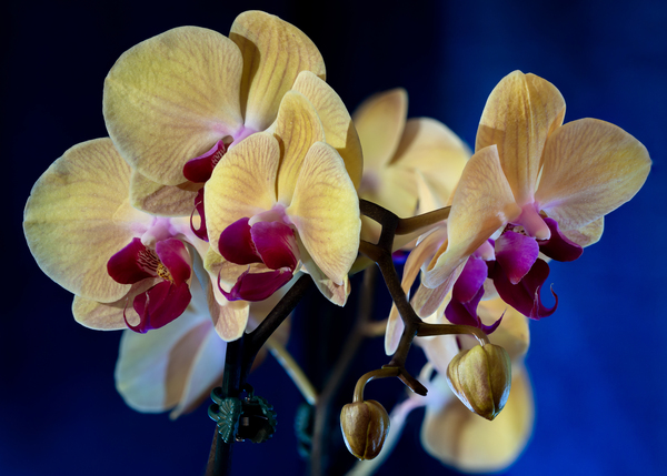 Orchids 1 Print