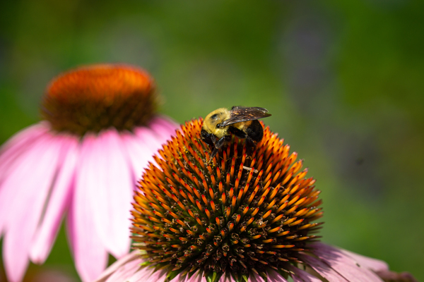 Fluffy Bumblebee on a Purple Coneflower 2 by Dimitry Papkov