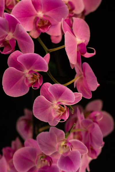 Orchids and Reflections 3 Print