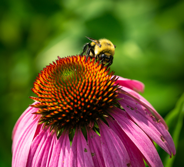 Fluffy Bumblebee on a Purple Coneflower 1 by Dimitry Papkov