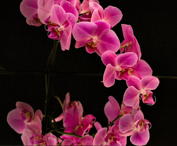 Orchids and Reflections 1 Print