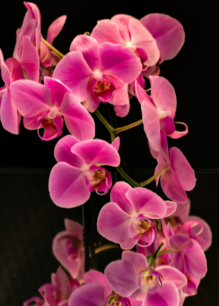 Orchids and Reflections 2 Print