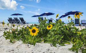 Naples Florida