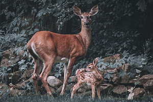 Bambi