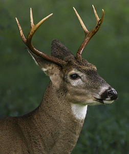Trotter Buck