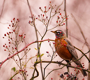 Red Robin