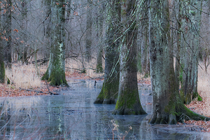Trees on Ice 
