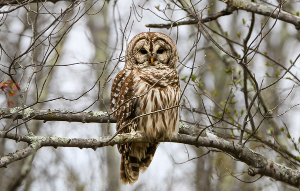 Barred Owl Print