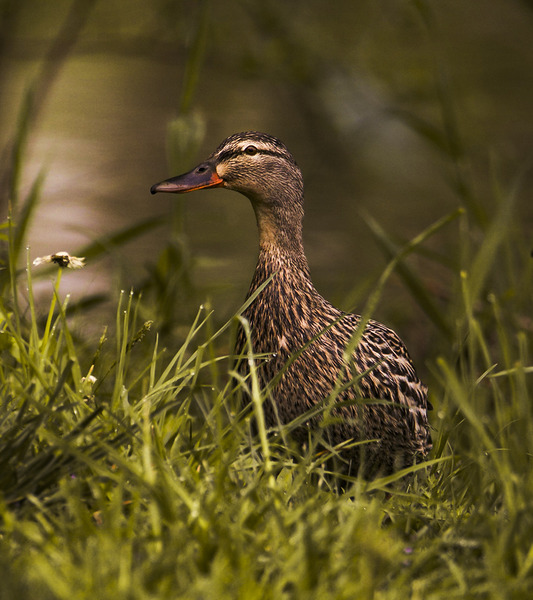 Spring Mallard Print