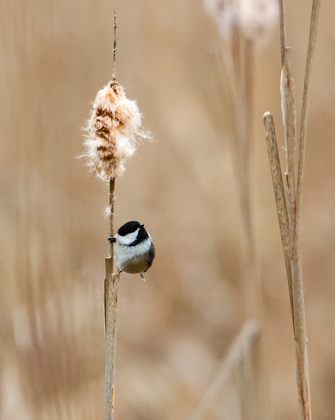 Chickadee  Print