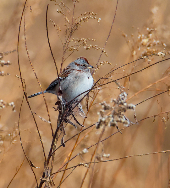 American Tree Sparrow Print