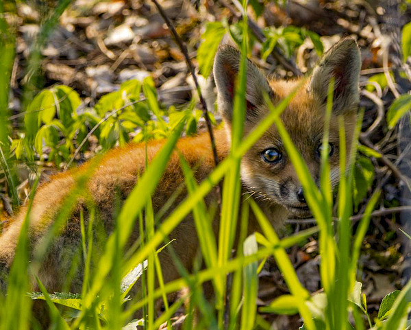 Fox Kit Print