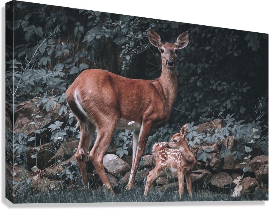 Bambi Canvas Print