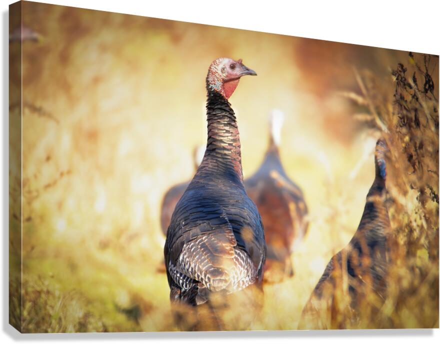 Golden Turkey Canvas Print