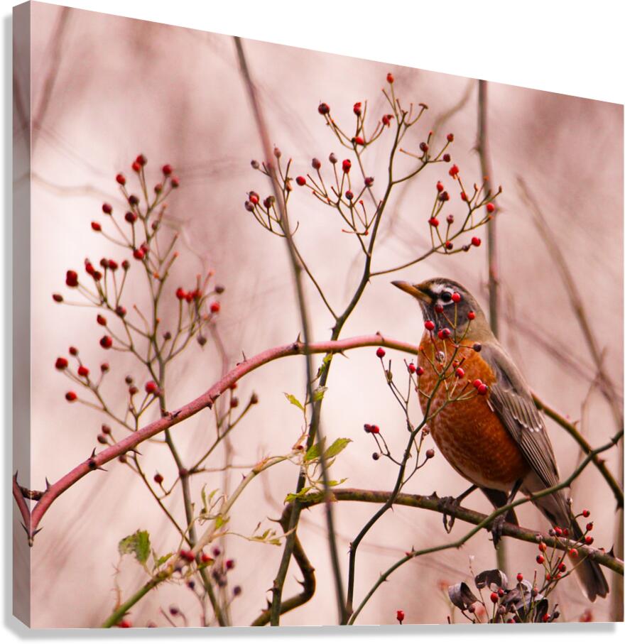 Red Robin Canvas Print