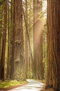 Land of the Giants