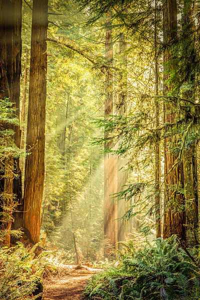 Morning Light by Alan Workman Fine Art Photography