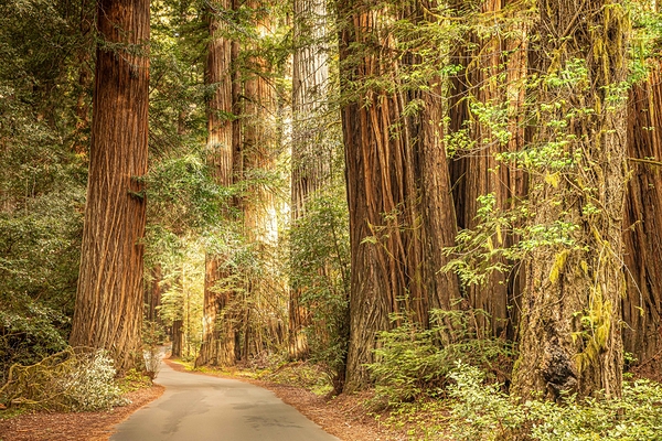 Avenue of the Giants by Alan Workman Fine Art Photography