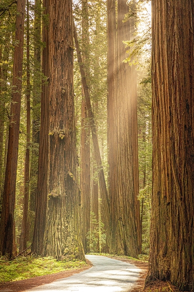 Land of the Giants by Alan Workman Fine Art Photography