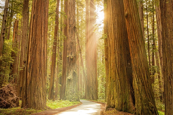 Tall Trees Print