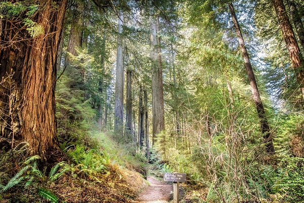 Forest Trail Print