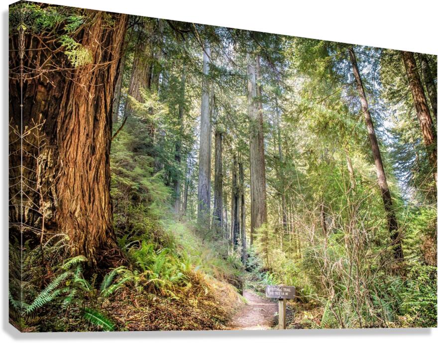 Forest Trail Canvas Print