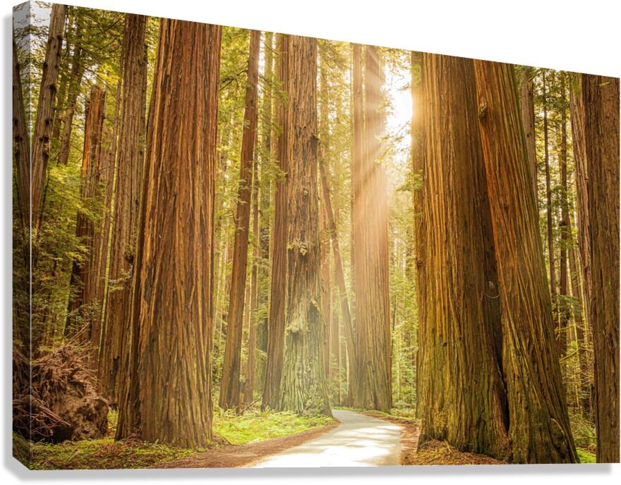 Tall Trees Canvas Print
