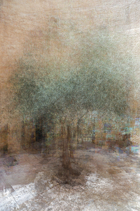 olive tree old city 3