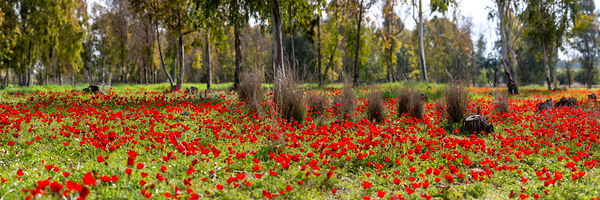 PIC13012 Panorama Print