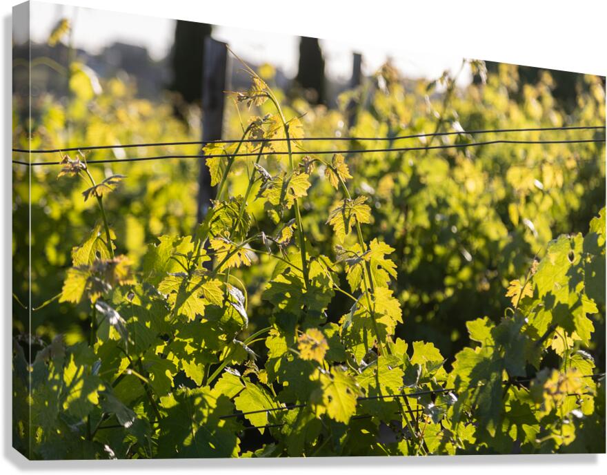 IMG 7686 Canvas Print