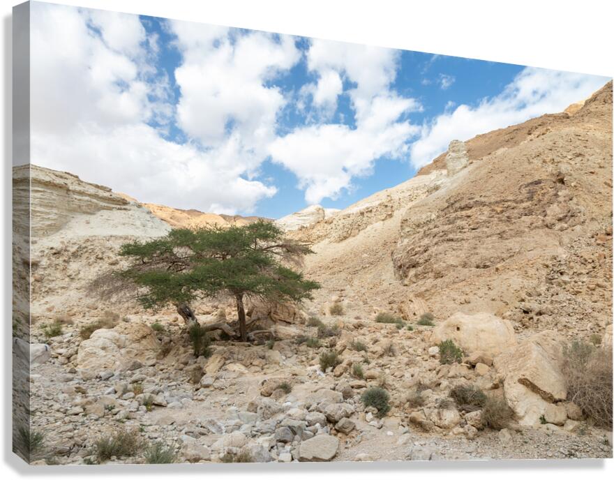 IMG 8189 Canvas Print