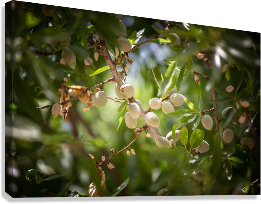 PIC17054 Canvas Print