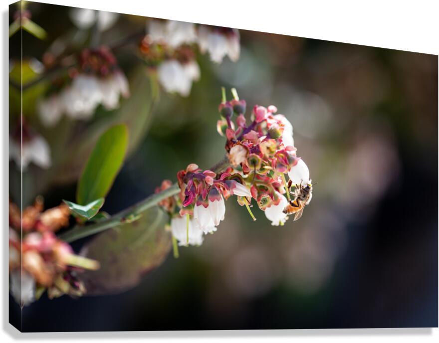 IMG 1002 Canvas Print