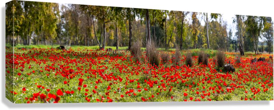 PIC13012 Panorama Canvas Print