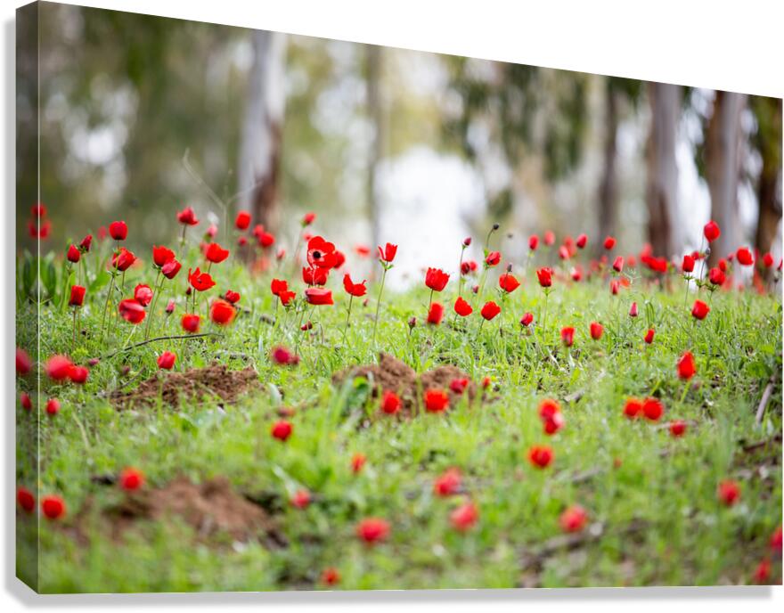 PIC12807 Canvas Print