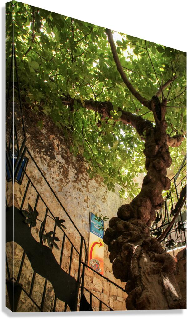 IMG 4279 Canvas Print